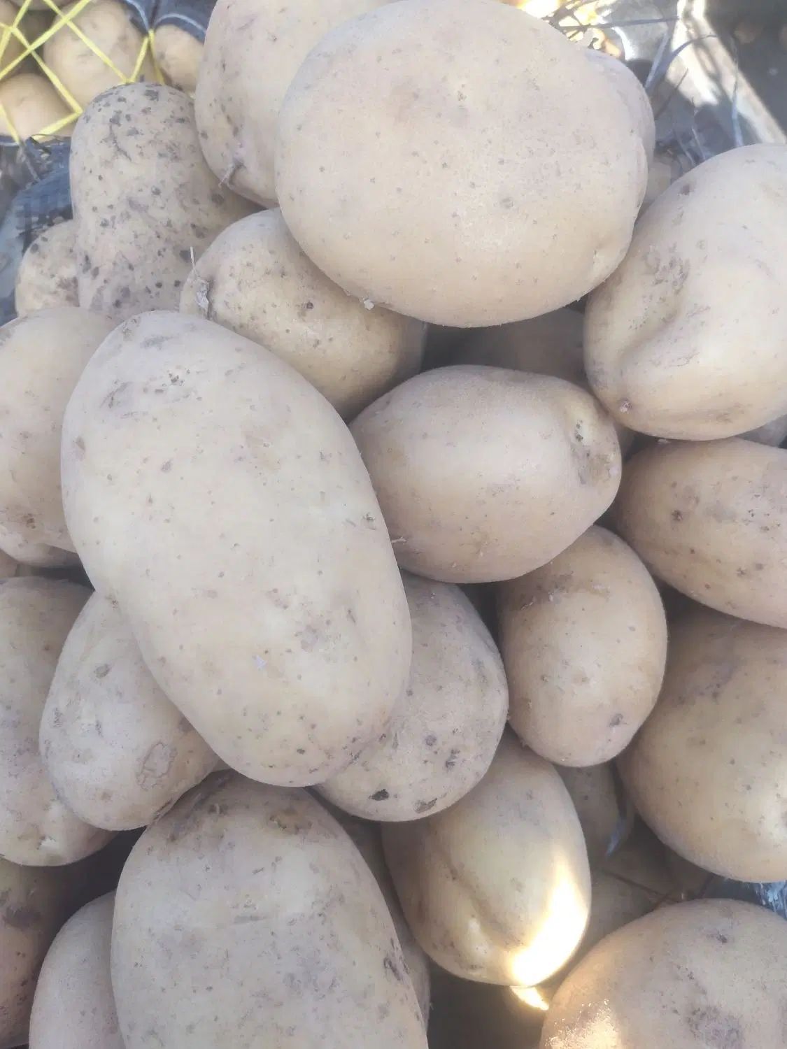 سفارش میوه ،سیب زمینی وپیاز به قیمت میدان تره بار|خوردنی و آشامیدنی|رشت, عینک|دیوار