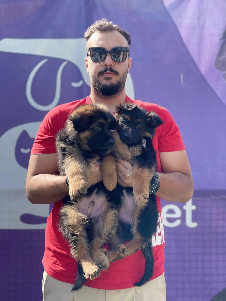 ژرمن شپرد کینگ موبلند بلک فیس|سگ|تهران, جنت‌آباد مرکزی|دیوار