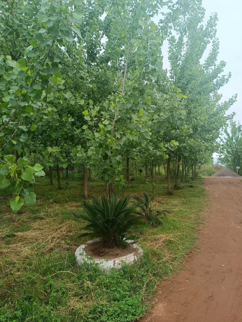 ویلا مبله دانمارکی|فروش آپارتمان|الوند, |دیوار