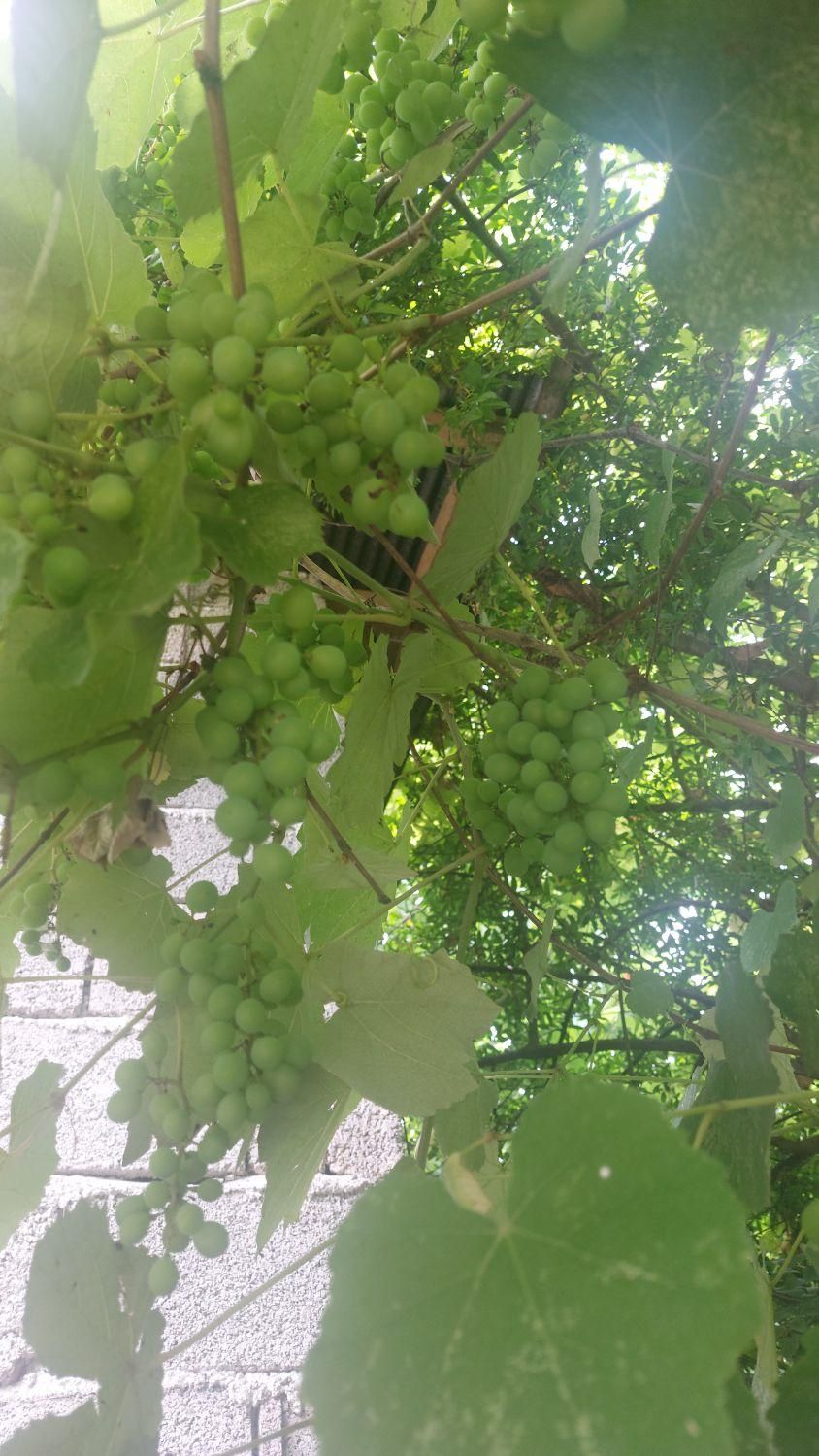 غوره ابدار در جه یک یک وقت|خوردنی و آشامیدنی|رشت, پاستوریزه|دیوار