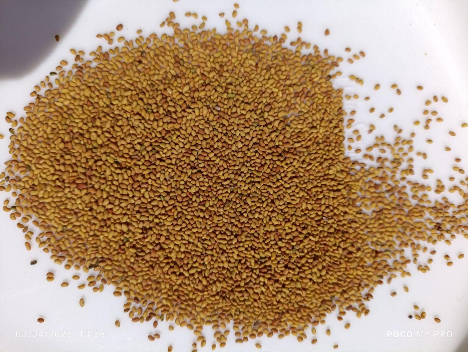 بذر یونجه ممتاز|خدمات باغبانی و درختکاری|سقز, |دیوار