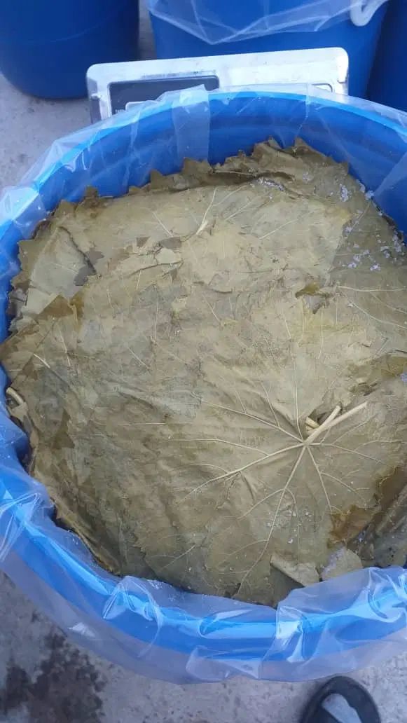 برگ مو شور عمده خرده|خوردنی و آشامیدنی|تهران, شوش|دیوار