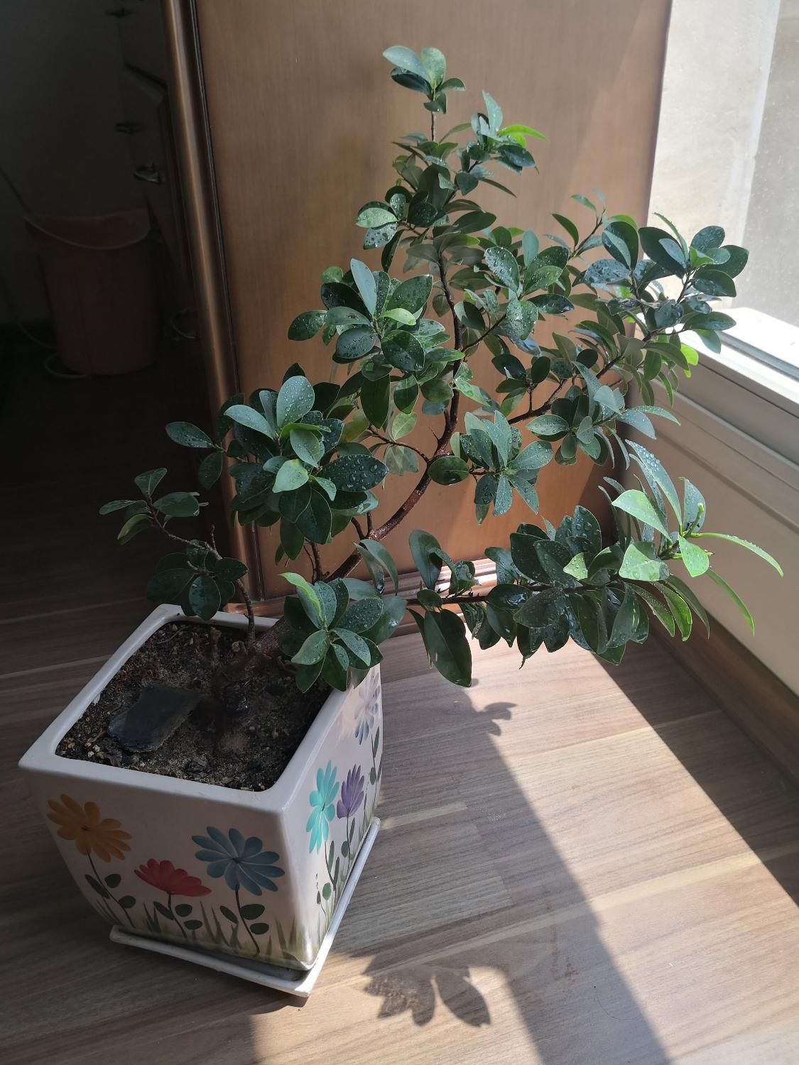 گل بن سای|گل و گیاه طبیعی|تهران, هروی|دیوار
