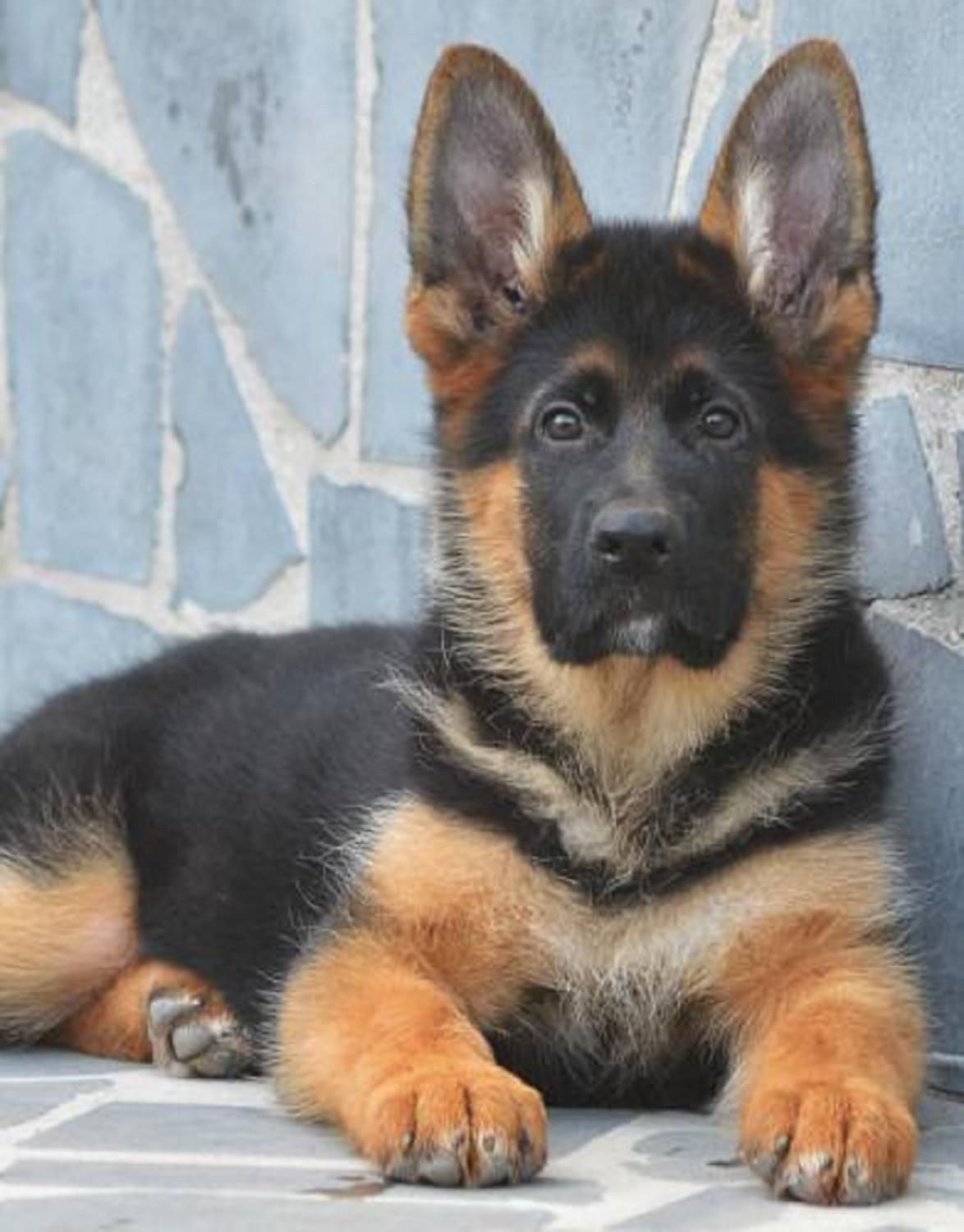 توله ژرمن بلک ژرمن رکسی و روت واایلر نر ماده|سگ|تهران, شهرک فردوس (حسینی)|دیوار