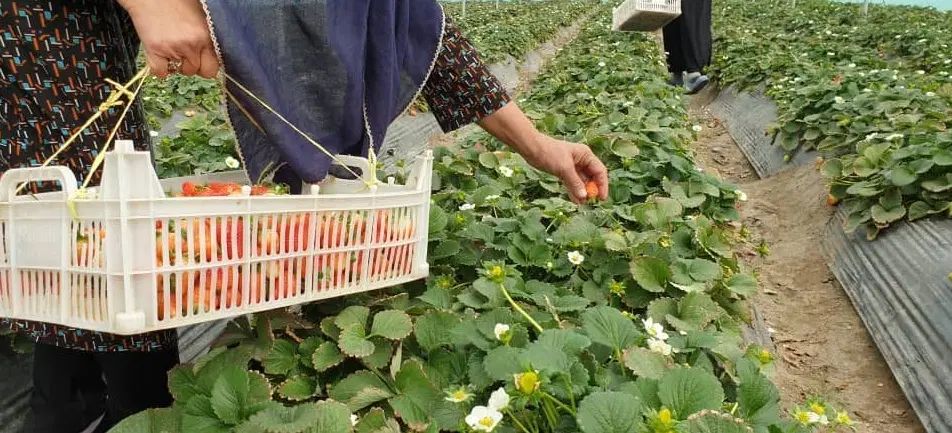 توت فرنگی  جیرفت|گل و گیاه طبیعی|تهران, تهران پارس|دیوار