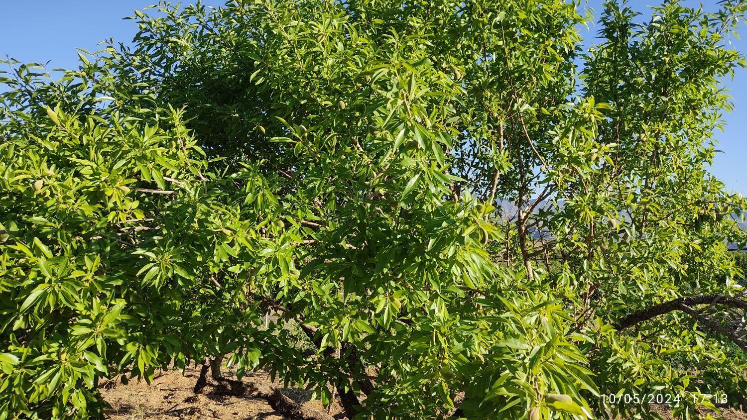 فروش باغ با سند و الاچیغ و.. در پل زمانخان سامان|فروش دفتر صنعتی، کشاورزی، تجاری|سامان, |دیوار