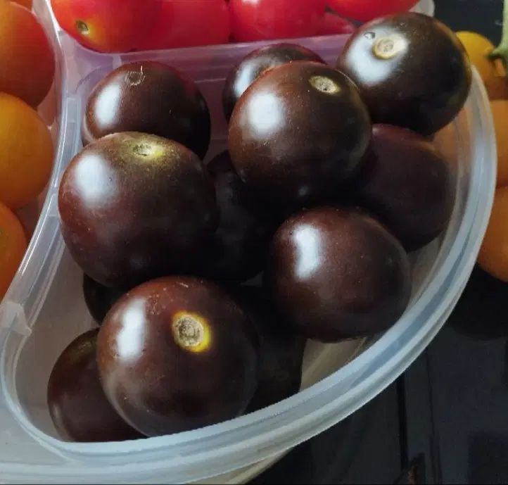 بذر گوجه فرنگی گیلاسی ارگانیک (قرمز، زرد، مشکی)|گل و گیاه طبیعی|بابلسر, |دیوار