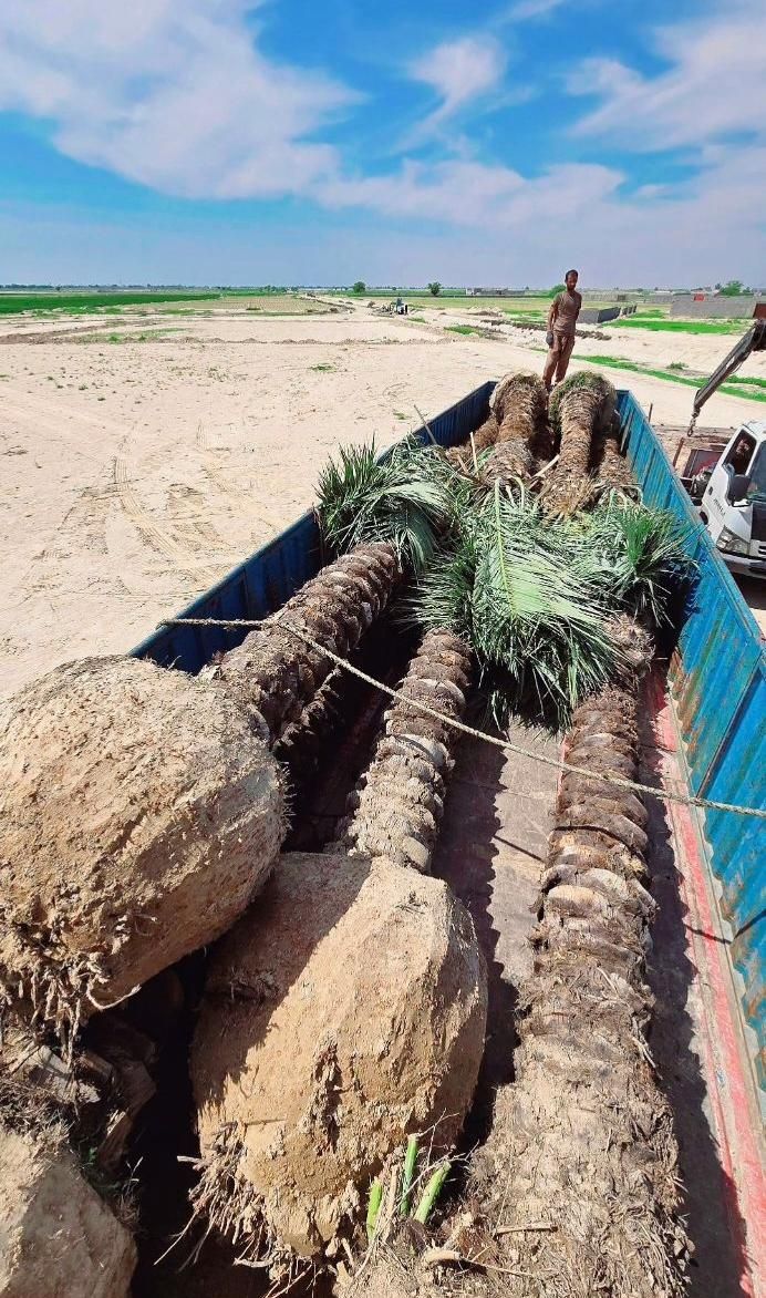 جهاد کشاورزی توی بحران آب سمنان فقط پالم بکار|خدمات باغبانی و درختکاری|سمنان, |دیوار
