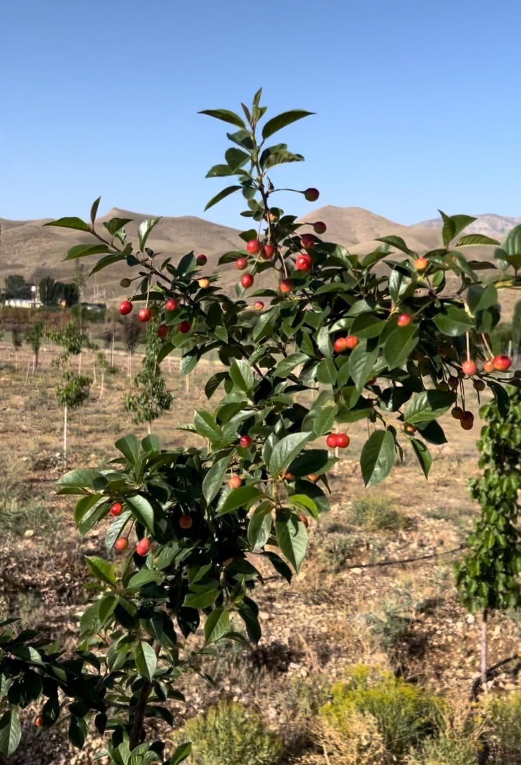 باغچه ۷۷۰ متری روستای طارس فیروزکوه|فروش زمین و ملک کلنگی|تهران, فردوسی|دیوار