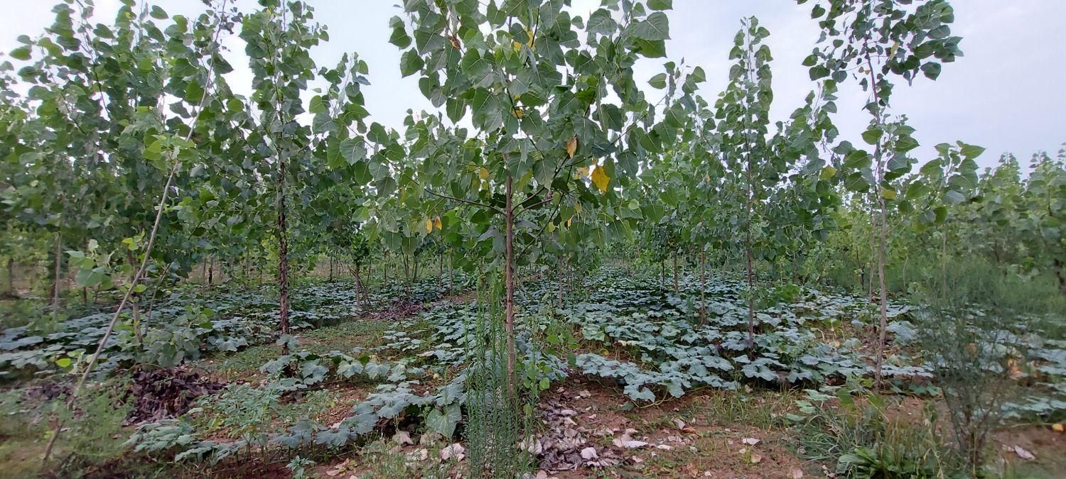 فروش زمین با درخت/صنوبر/ضیابر|فروش زمین و ملک کلنگی|ضیابر, |دیوار