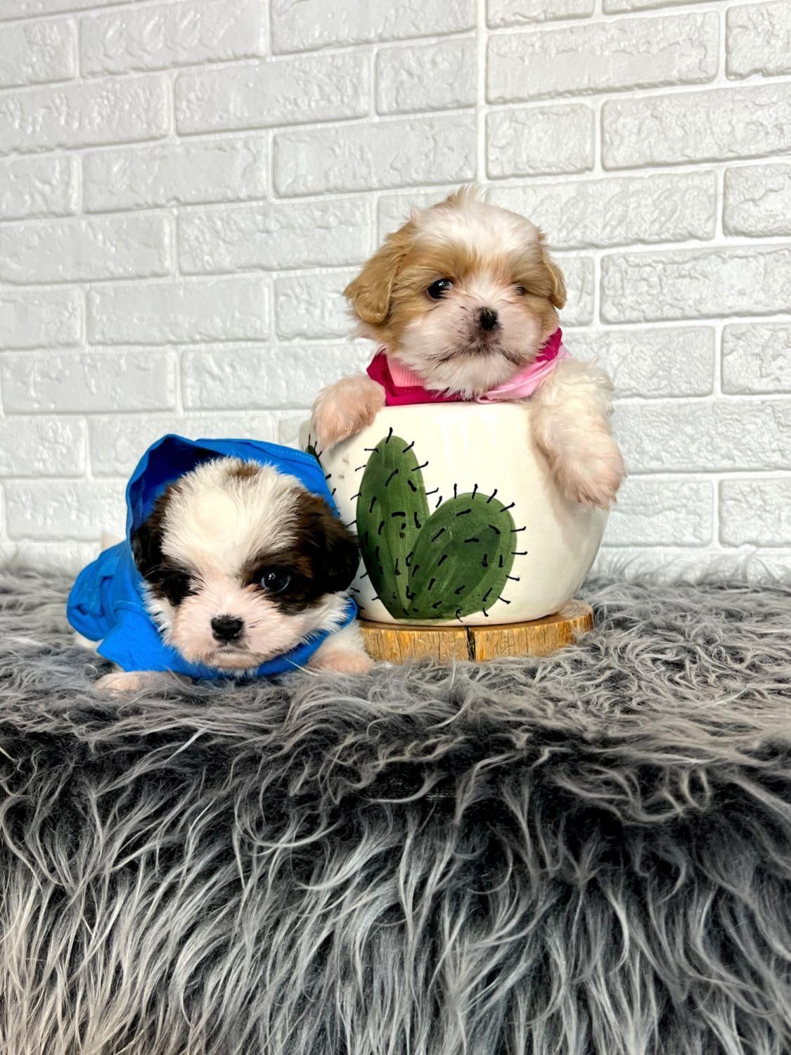 سگ شیتزو فلت عروسکی|سگ|مشهد, الهیه|دیوار