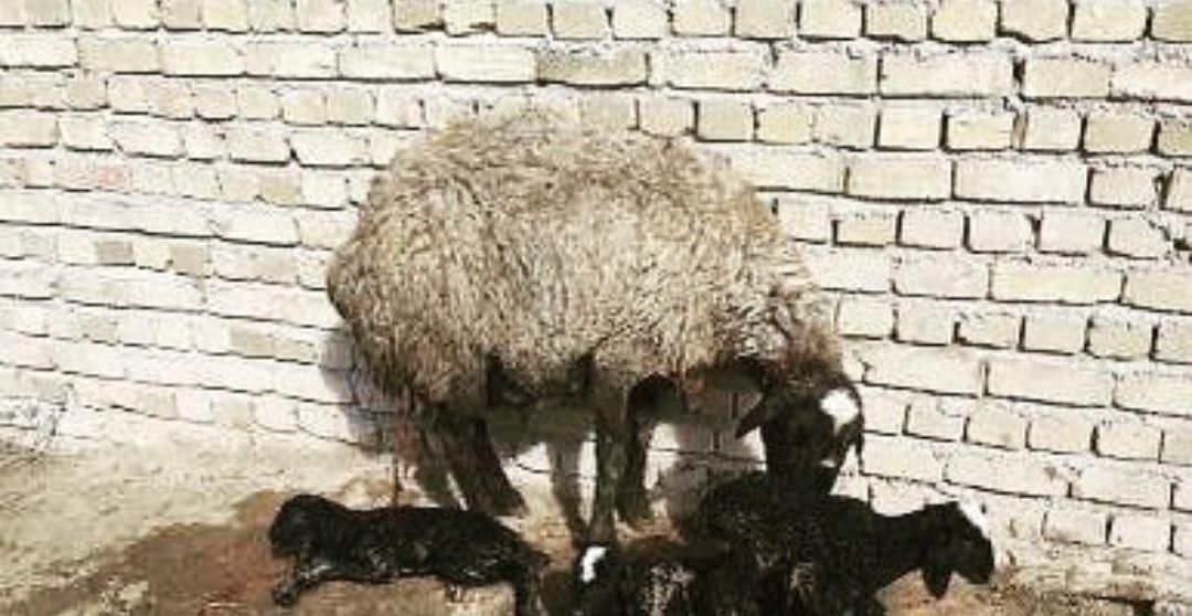 فـروشَ بره ژِنِ گوسفند resope میش شال قَزوین|حیوانات|کاشان, |دیوار