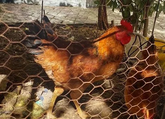 یک عدد مرغ وخروس به فروش میرسد|حیوانات مزرعه|مشهد, شهرک لشکر (شهرک غرب)|دیوار