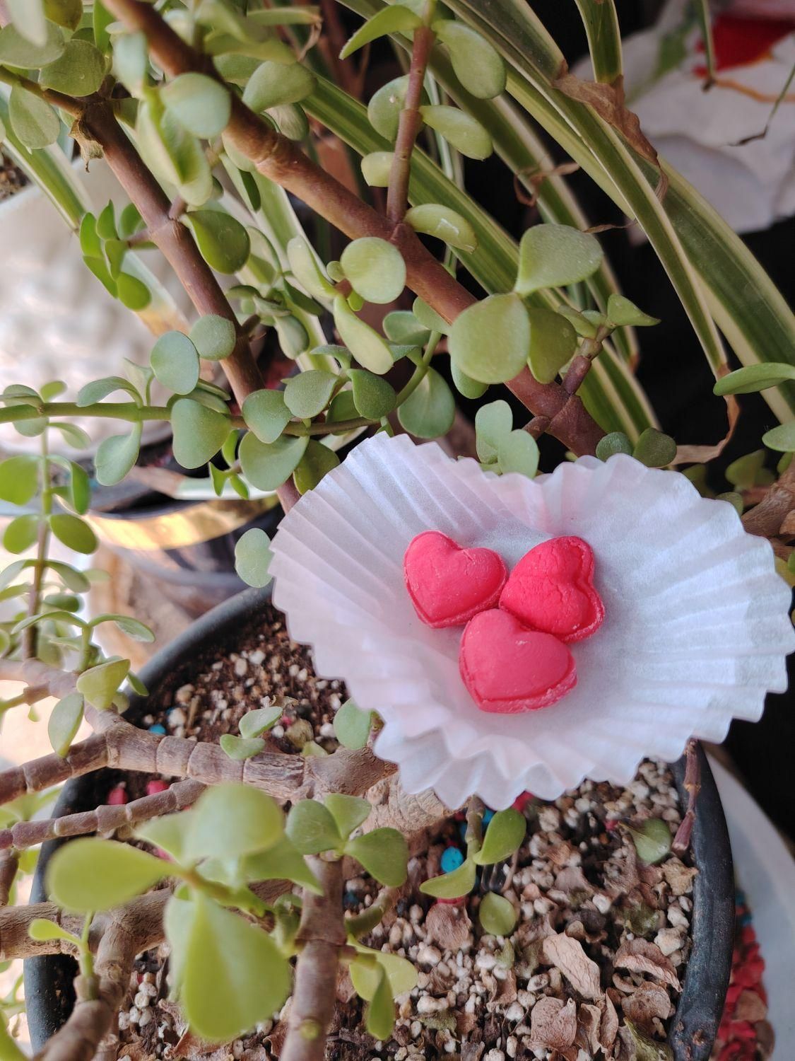 قند ونبات خاص مخصوص خاص پسندا|خوردنی و آشامیدنی|بردسیر, |دیوار