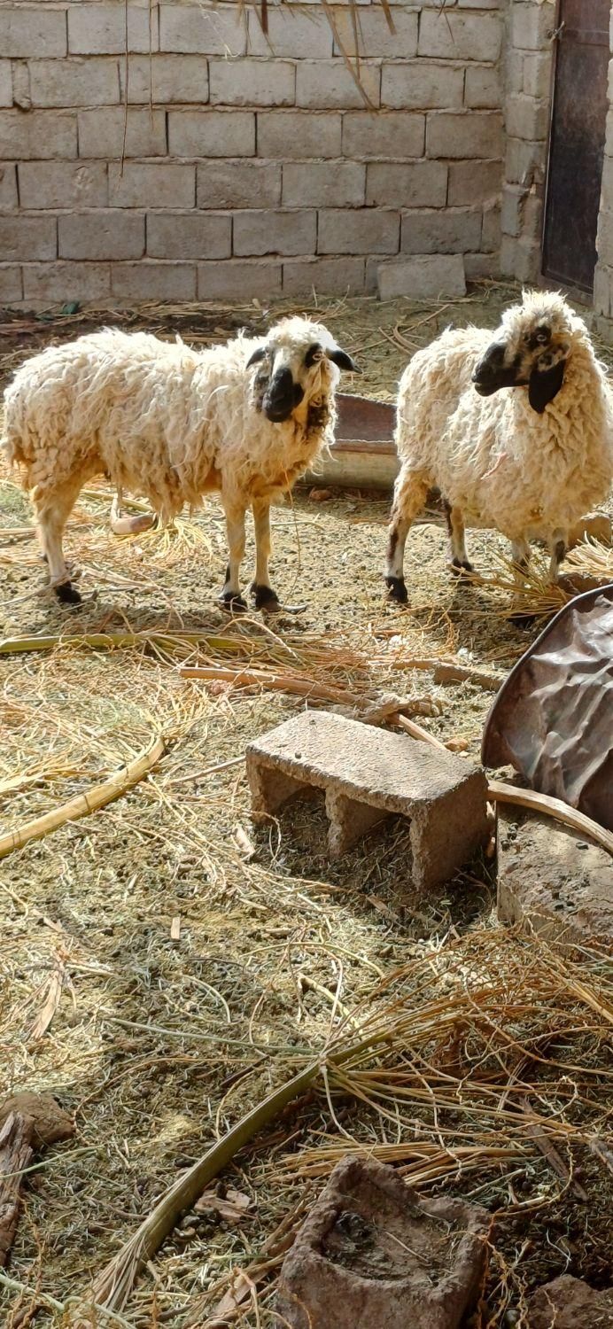 دو میش ابستن هستند یک بز و کهر|حیوانات مزرعه|کرمان, |دیوار