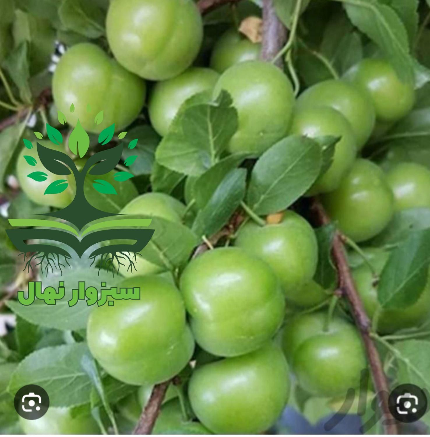 نهال گوجه سبز زودرس گلدانی|گل و گیاه طبیعی|سبزوار, کهنه آب|دیوار