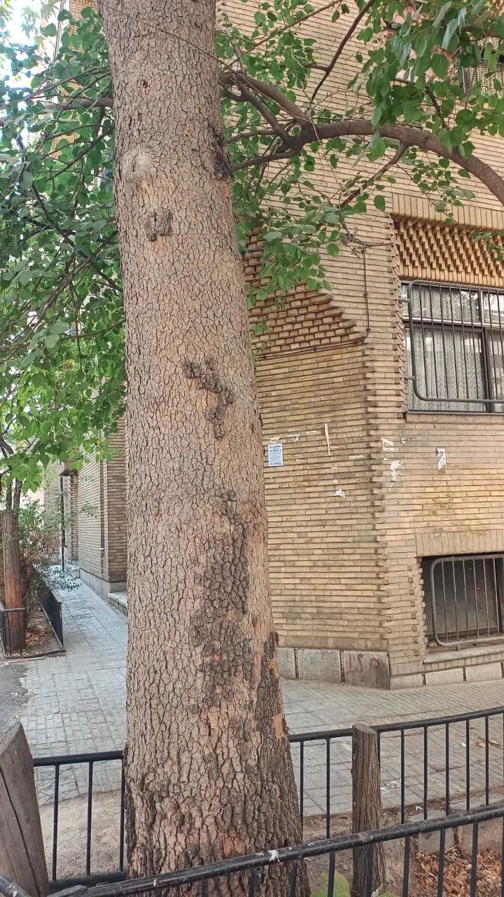 دولت ۱۸۰ متر کلنگی با جواز ۴ طبقه ۱۰۲متر مفید|فروش زمین و ملک کلنگی|تهران, قلهک|دیوار
