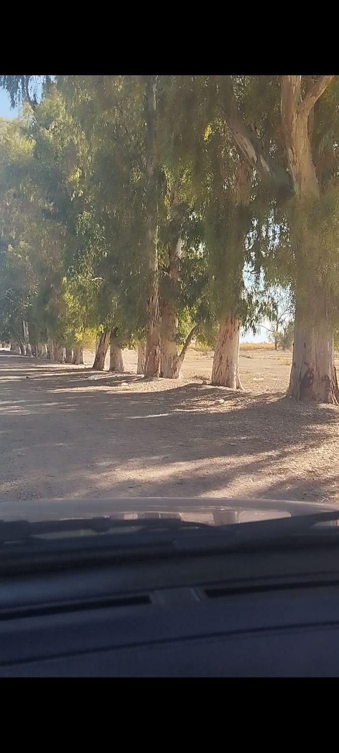 خرید و فروش و برش چوب ودرخت درکل خوزستان|خدمات باغبانی و درختکاری|اهواز, کوی باهنر|دیوار