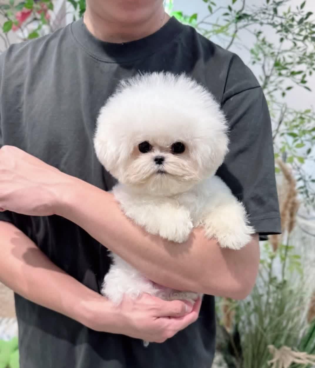 توله سگ آپارتمانی جیبی|سگ|کرج, فاز ۱ مهرشهر|دیوار