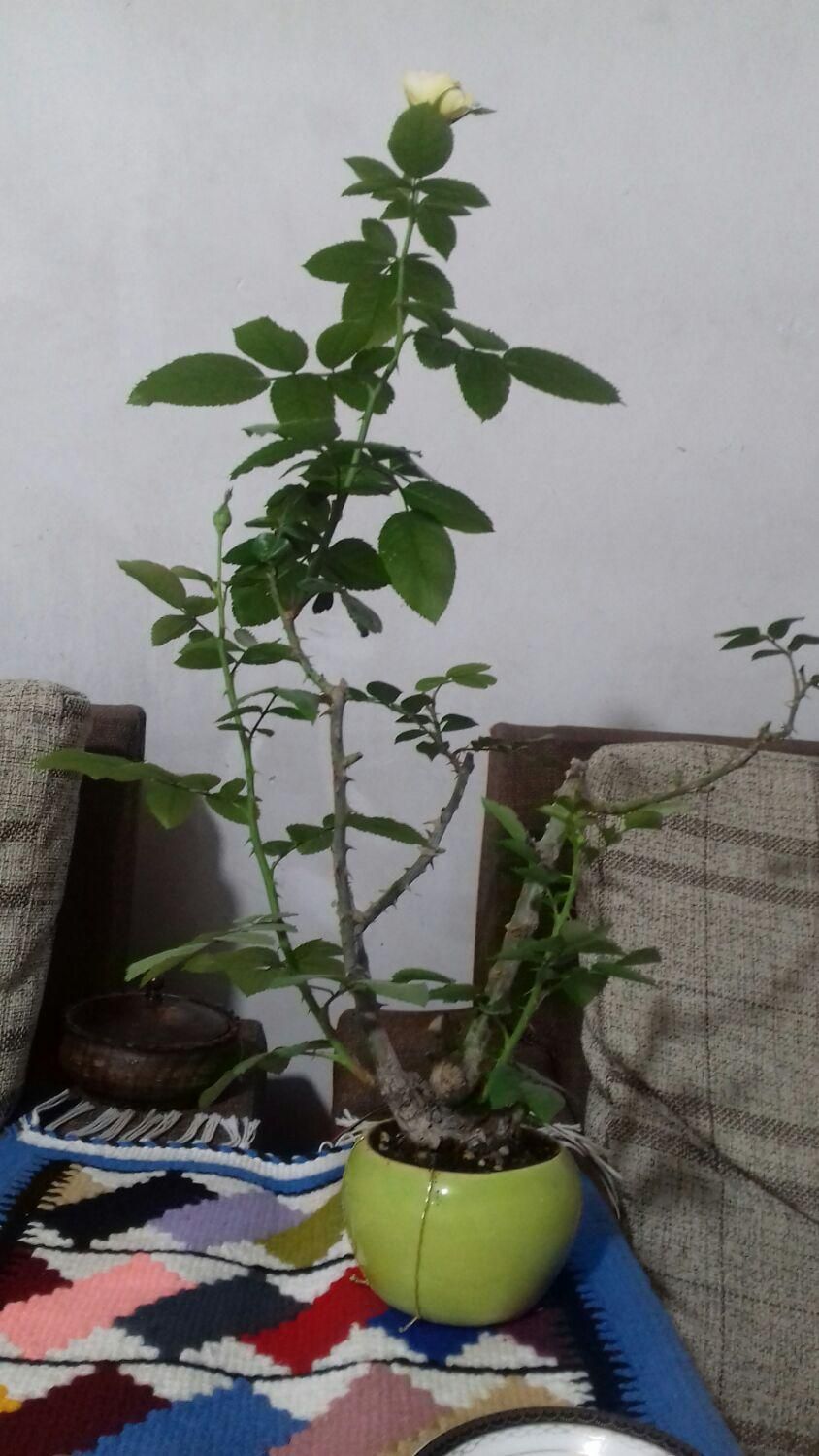بنسای رز  5ساله نژاد هلندی با کیفیت .|گل و گیاه طبیعی|تهران, بهارستان|دیوار