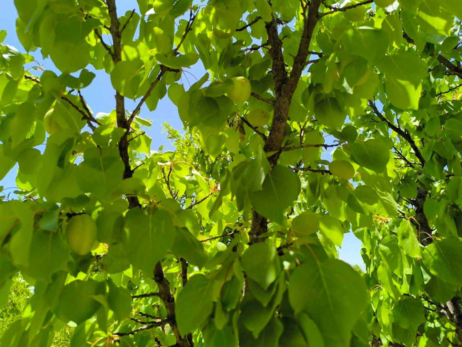 باغ دارای درختان میوه|فروش زمین و ملک کلنگی|اصفهان, آزادان|دیوار