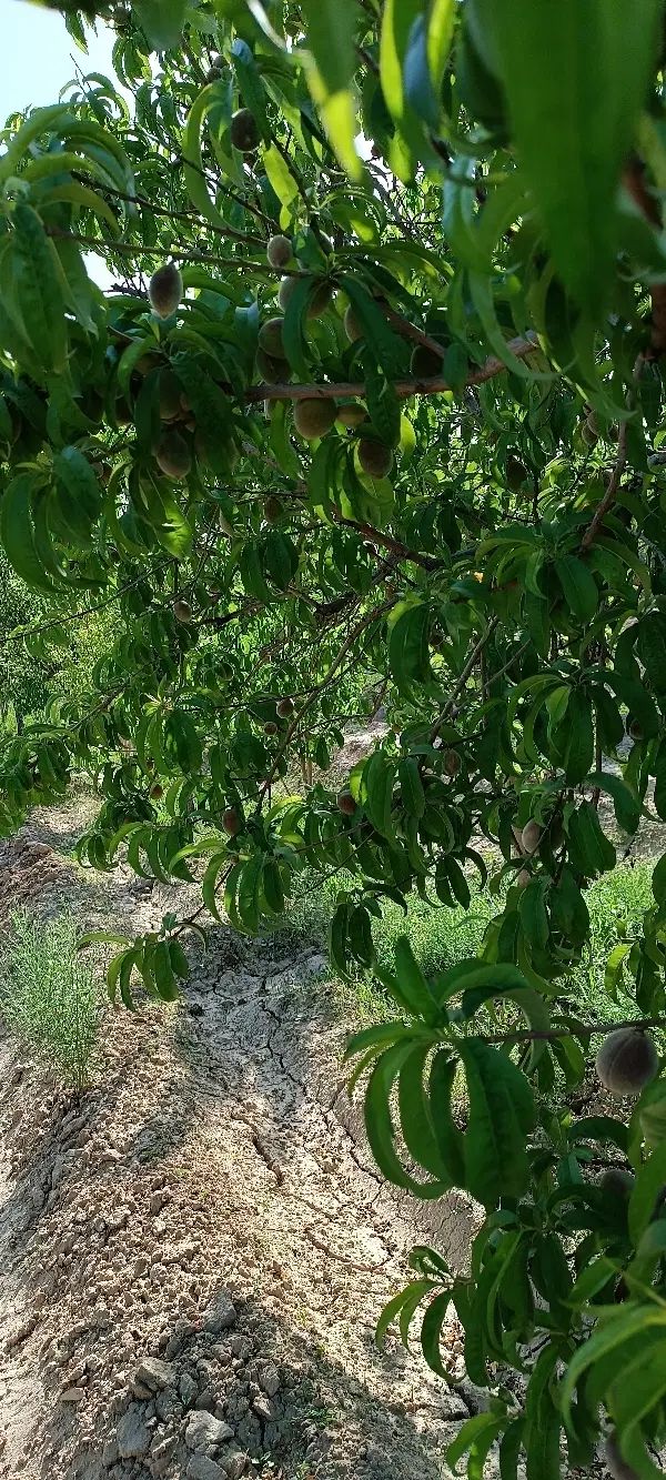 فروش باغ جاده اخلمد روستای رضاآباد سرهنگ|فروش زمین و ملک کلنگی|چناران, |دیوار