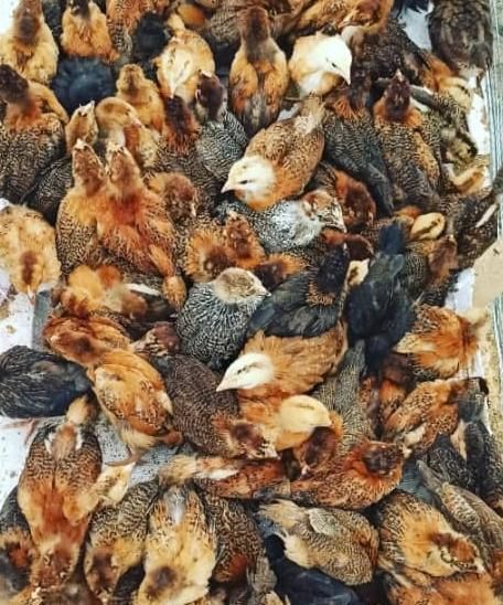 جوجه تخمگذار لوهمن نسل اول اصیل|حیوانات مزرعه|تهران, بازار|دیوار