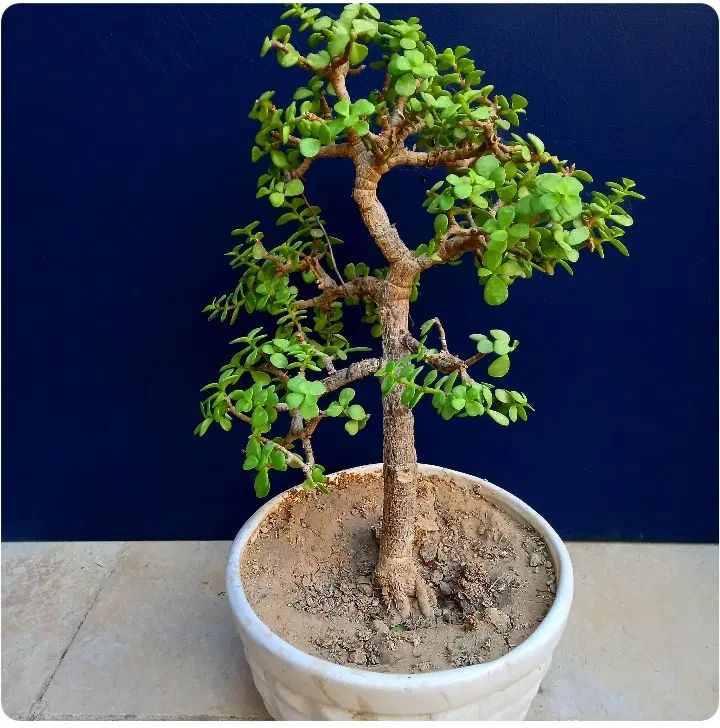 بنسای  خرفه ای.جید مینیاتور.گل .بونسای ورامین ژژ|گل و گیاه طبیعی|ورامین, ورامین|دیوار