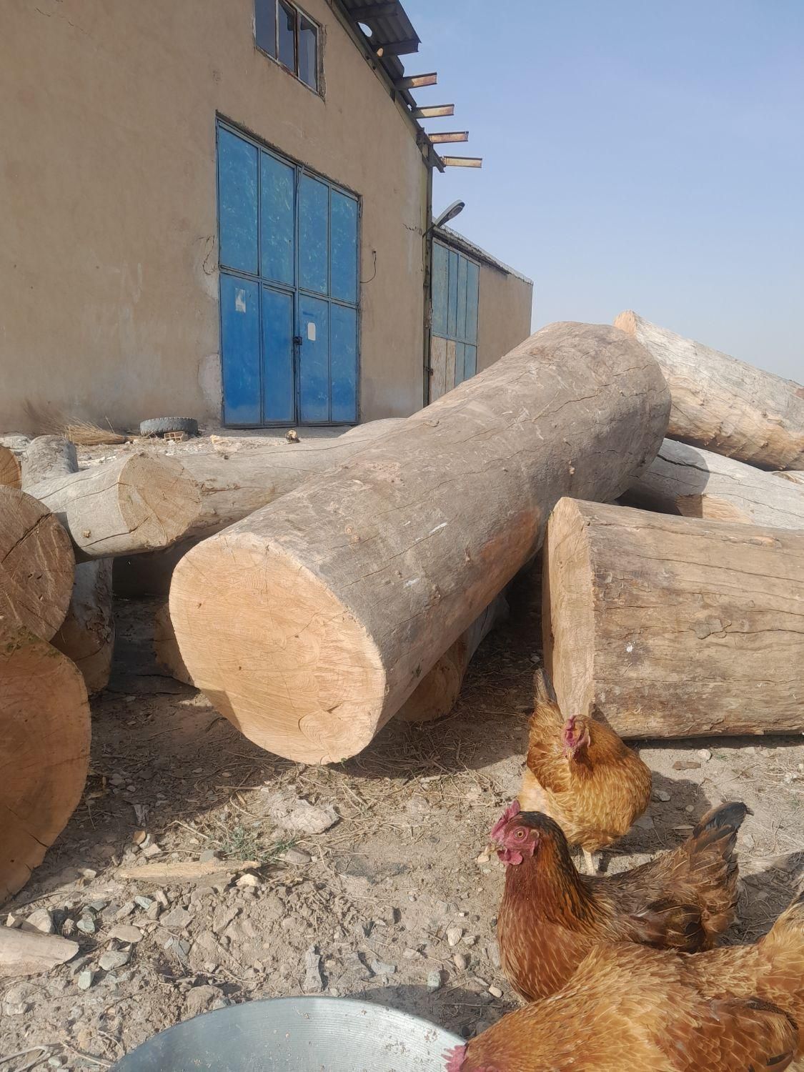 خریدار چوب درخت،تیر سقفی،پالت،ریشه،فروش زغال کبابی|خدمات باغبانی و درختکاری|هشتگرد, هشتگرد قدیم|دیوار