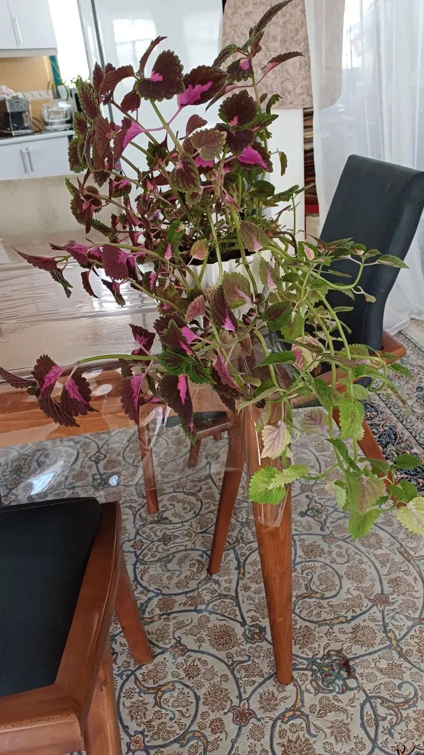 دو عدد حسن یوسف  دونه ۹۰. کاملا سر حال و شاداب|گل و گیاه طبیعی|گلبهار, شهر جدید گلبهار|دیوار