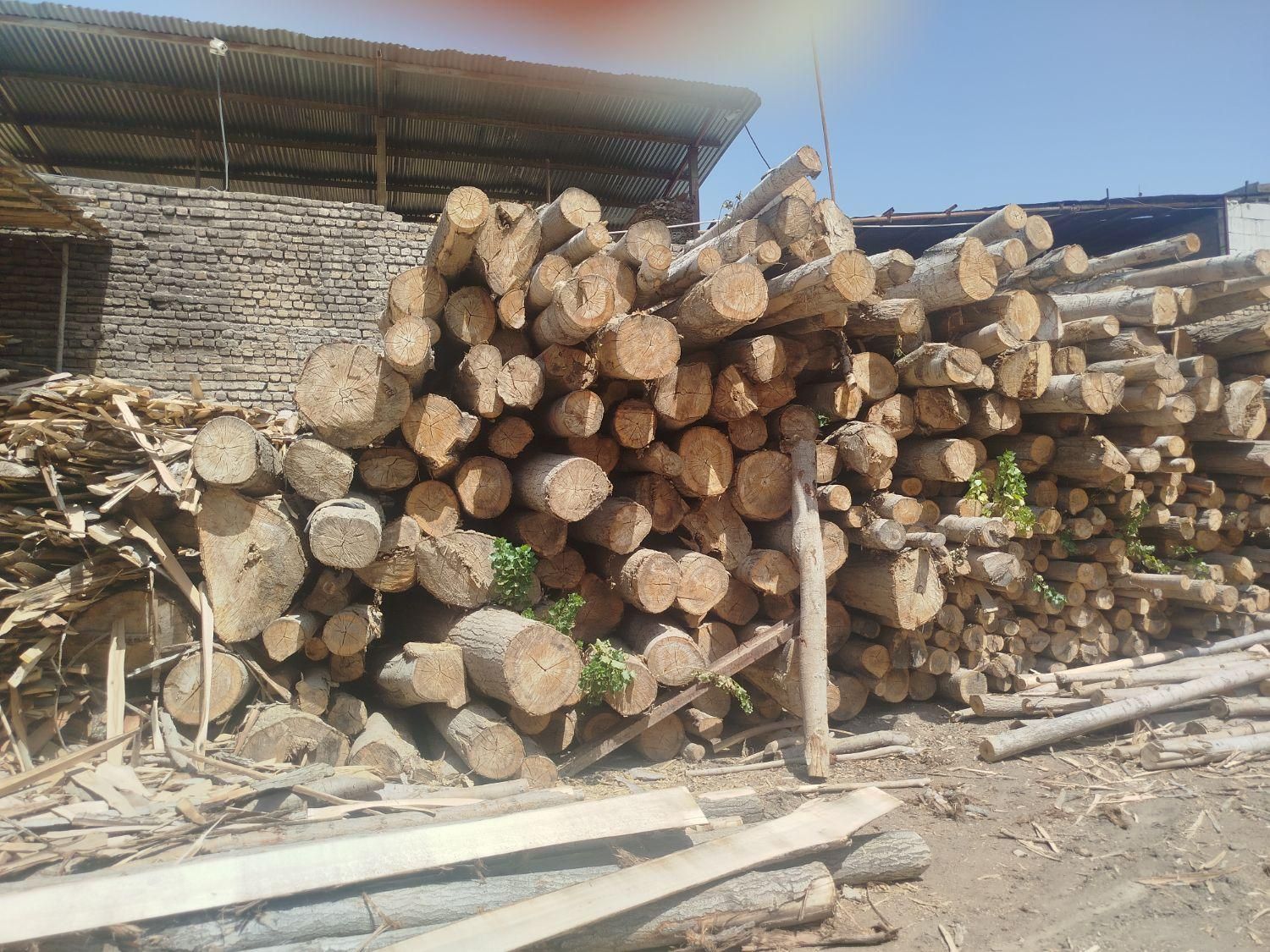 چوب اسلپی گردو و چنار|مصالح و تجهیزات ساختمان|مشهد, کشاورز|دیوار