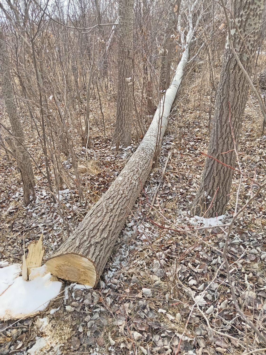 خریدارچوب|خدمات باغبانی و درختکاری|میانه, |دیوار