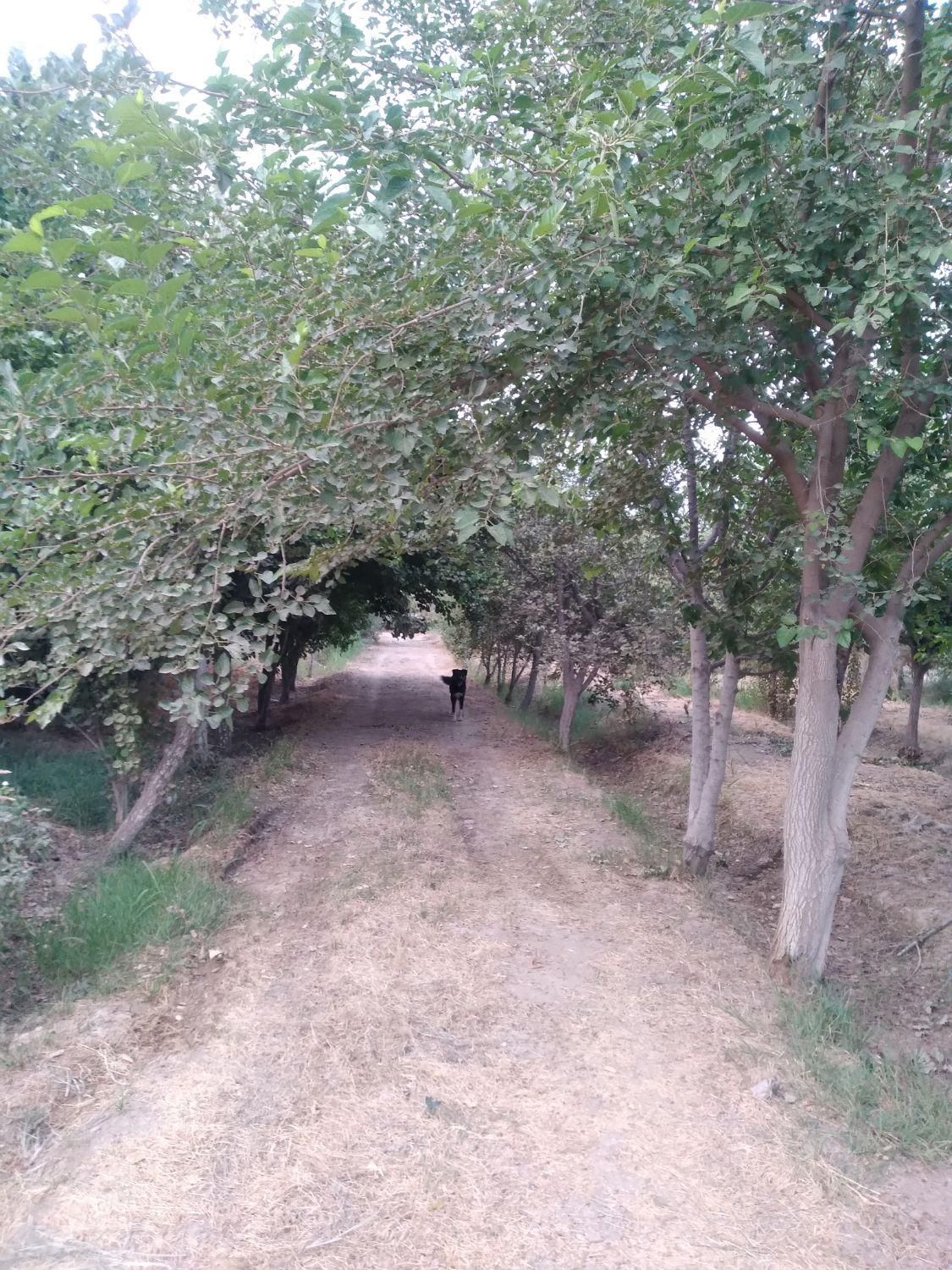فروش باغ۸۵۴ متری در پلایین(جنب حاج ممی)|فروش دفتر صنعتی، کشاورزی، تجاری|آفتاب, |دیوار