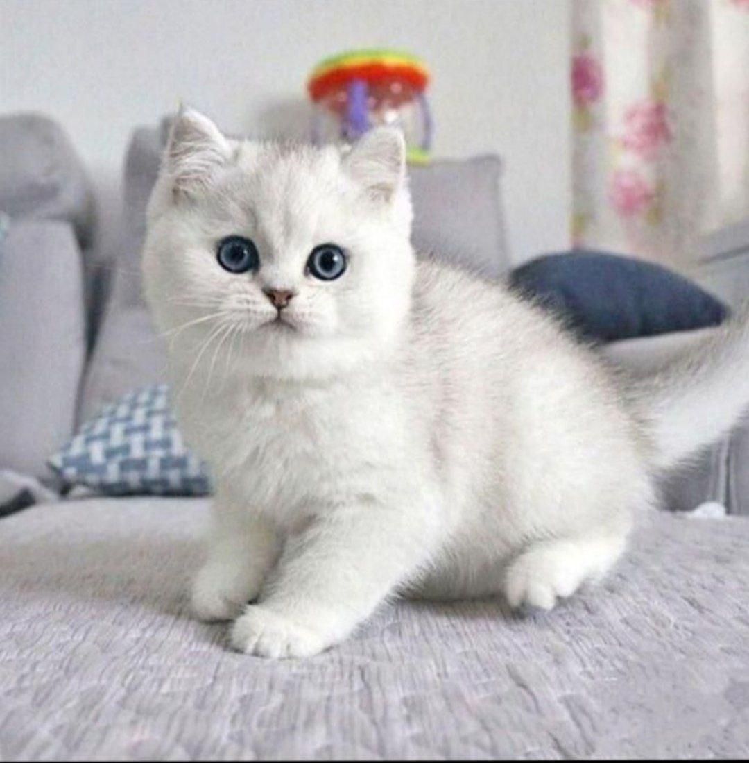 دنیای گربه های اصیل و زیبا( بریتیش پرشین اسکاتیش )|گربه|گرگان, |دیوار