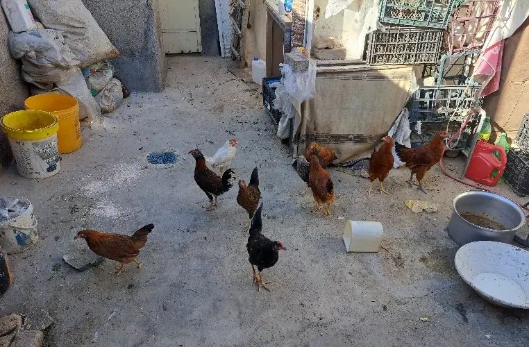 ده عدد مرغ طاقچه با یک خروس خارجی|حیوانات مزرعه|مشهد, شهرک شهید باهنر|دیوار