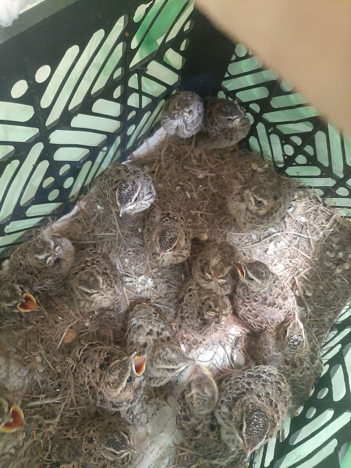 جوجه سهره|پرنده|اصفهان, خواجو|دیوار