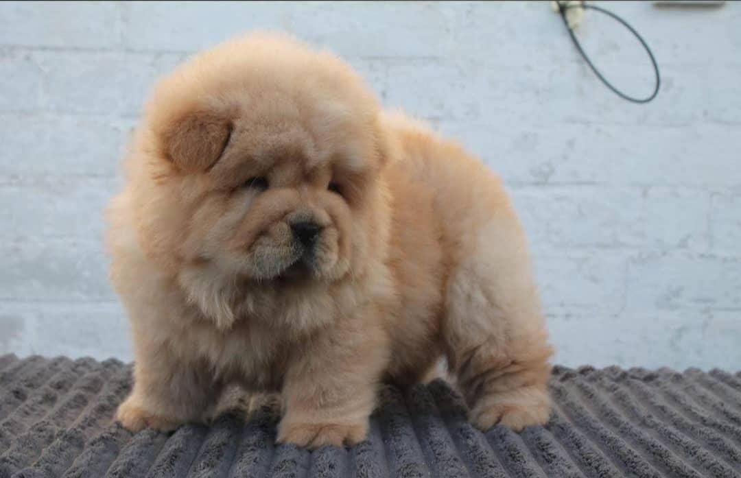 چاوچاو(چوچو)اصیل|سگ|کرج, فاز ۲ مهرشهر|دیوار