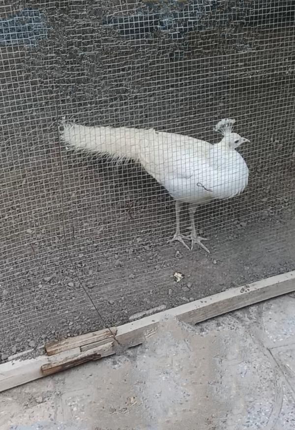 فروش طاووس|پرنده|مبارکه, |دیوار