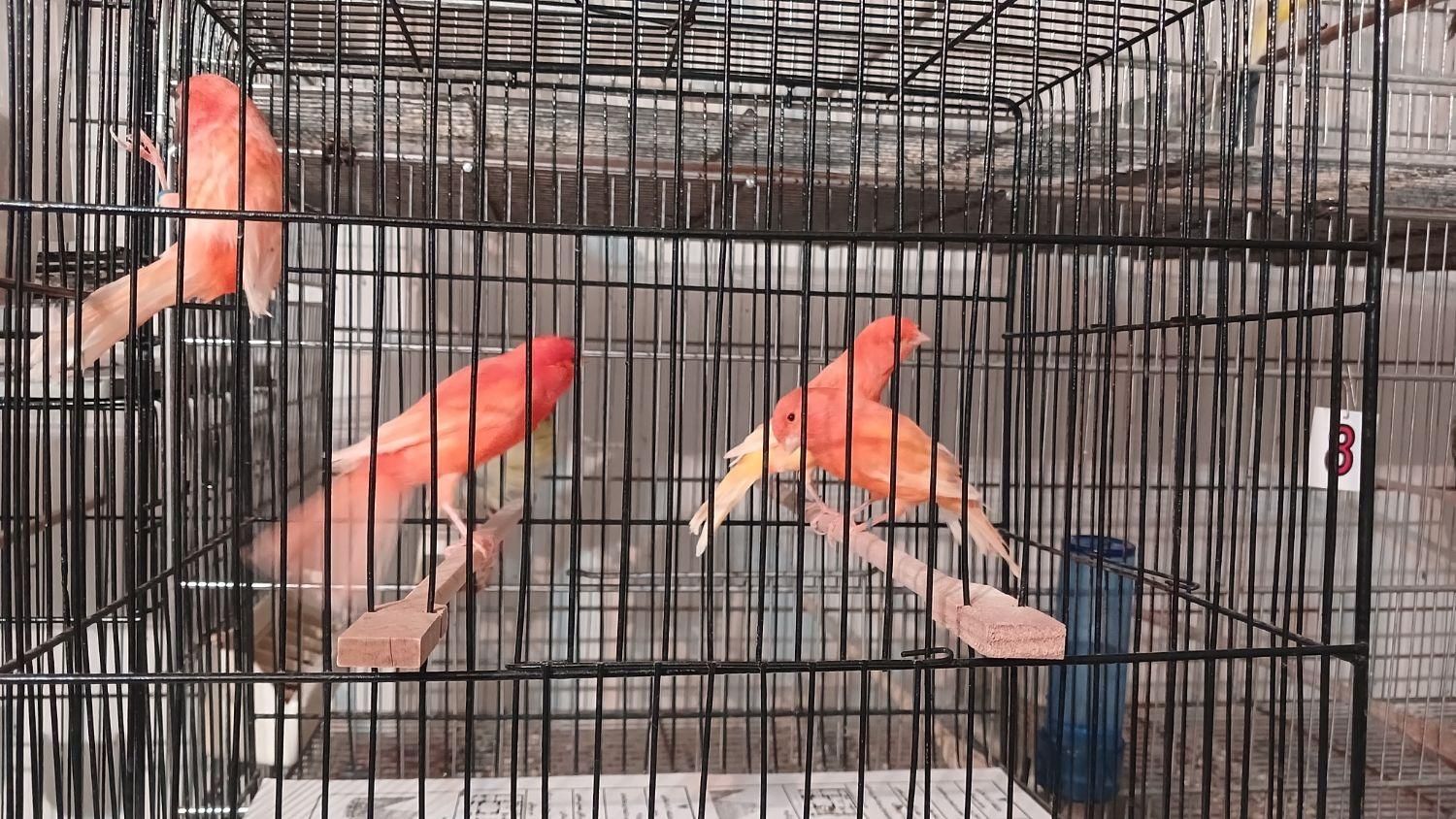 سالن پرورش قناری قدیمی رشت|پرنده|رشت, گلسار|دیوار