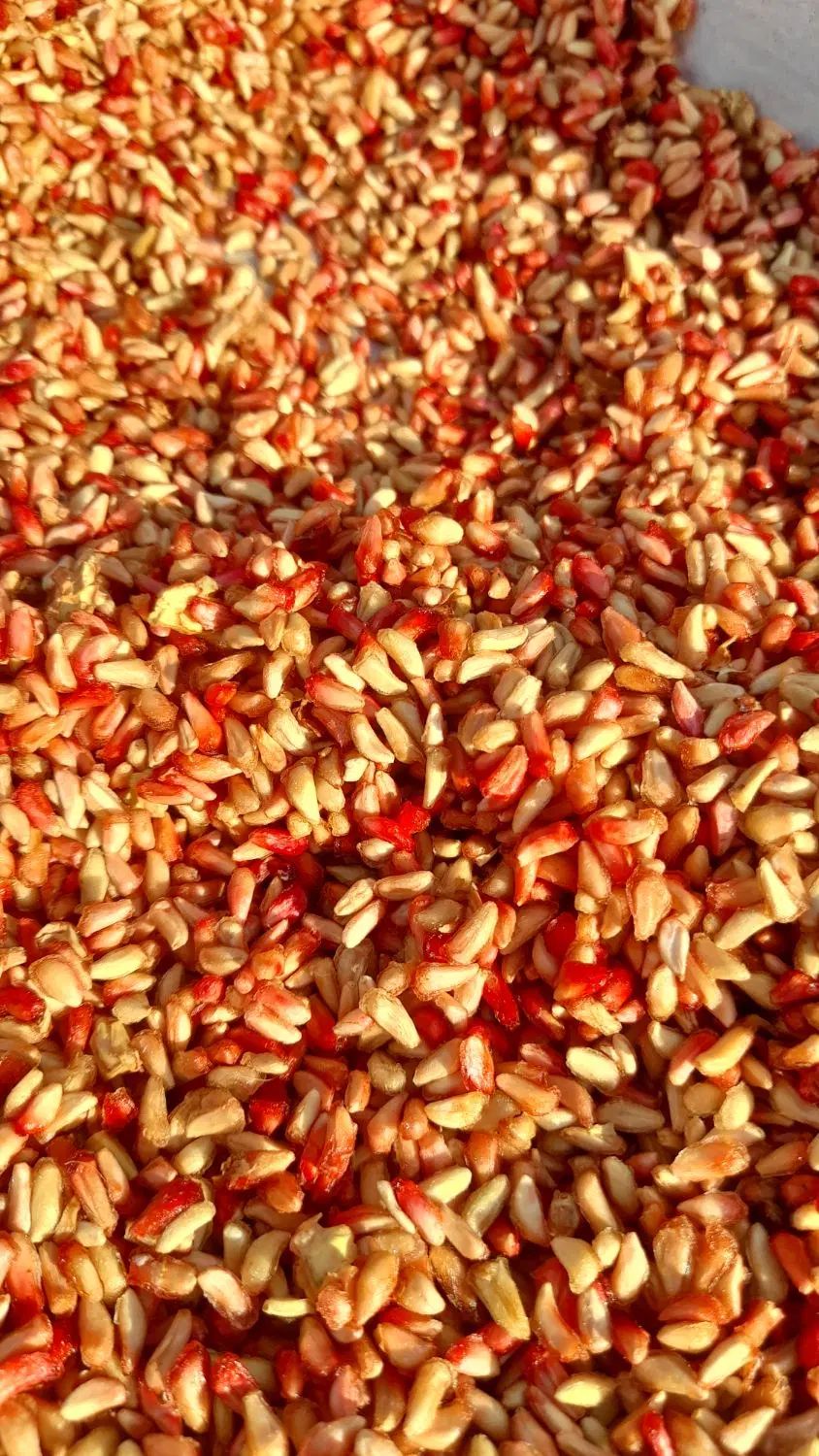 ناردونه امسال ترش  مال منطقه سردسیر .کیلو ۳۲۰۰۰۰|خوردنی و آشامیدنی|دوگنبدان, |دیوار