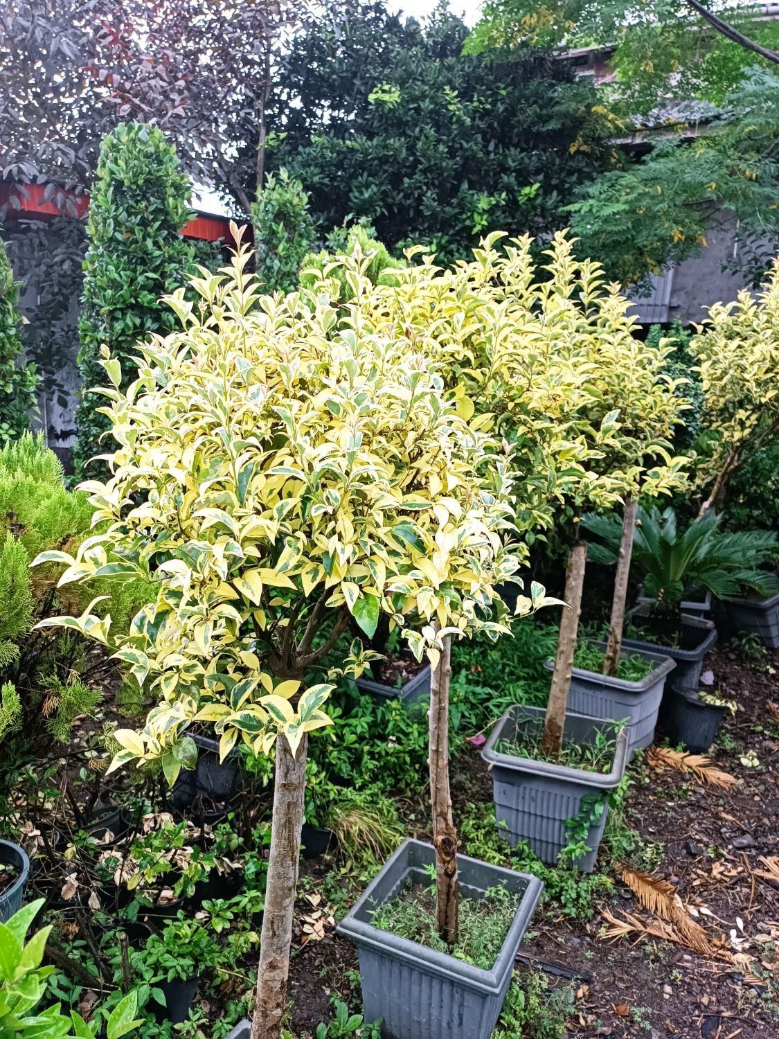 تولید و عرضه انواع و گیاه|خدمات باغبانی و درختکاری|کلاردشت, |دیوار