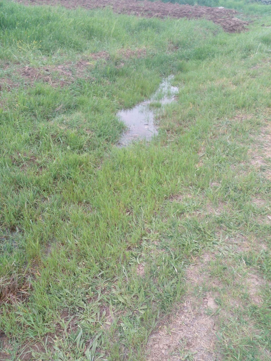 فروش ۱ و نیم هکتار آبی|فروش دفتر صنعتی، کشاورزی، تجاری|اسلام‌‌آباد غرب, |دیوار