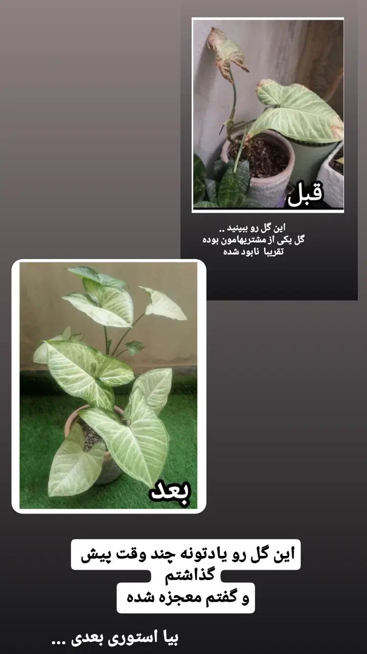 قرص کود عالی ۱۲۰ عددی|گل و گیاه طبیعی|تهران, جردن|دیوار