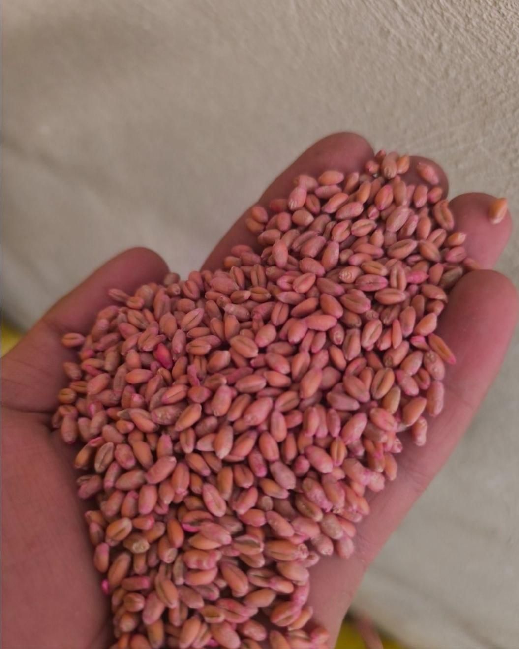 بوجاری و اصلاح بذر|خدمات باغبانی و درختکاری|صحنه, |دیوار