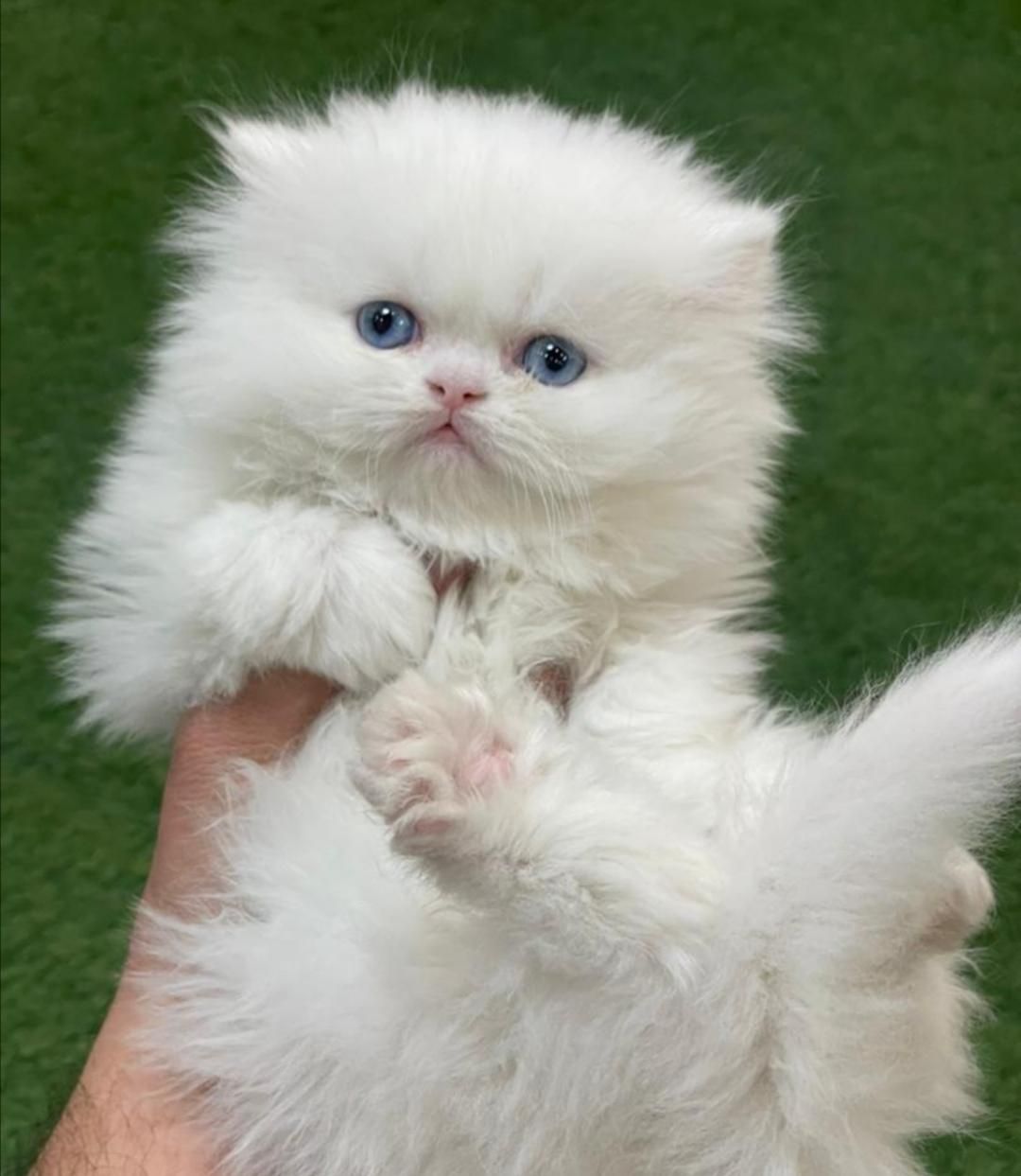 بچه گربه های پرشین سفید|گربه|اهواز, رسالت|دیوار