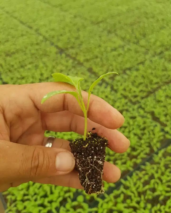 دسته کار گر زن دارم برای کارکشاورزی 10نفر|خدمات باغبانی و درختکاری|دزفول, |دیوار