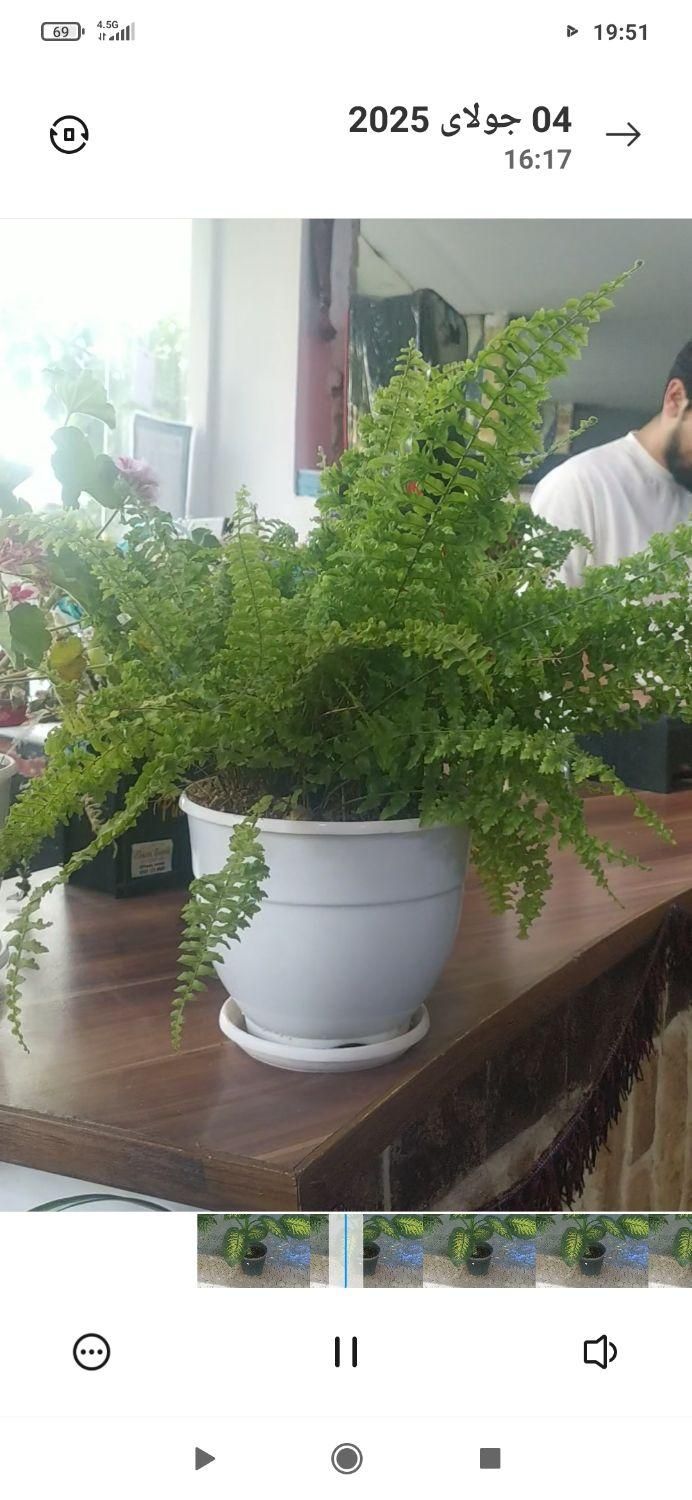 گل سرحال شاداب|گل و گیاه طبیعی|طرقبه, |دیوار