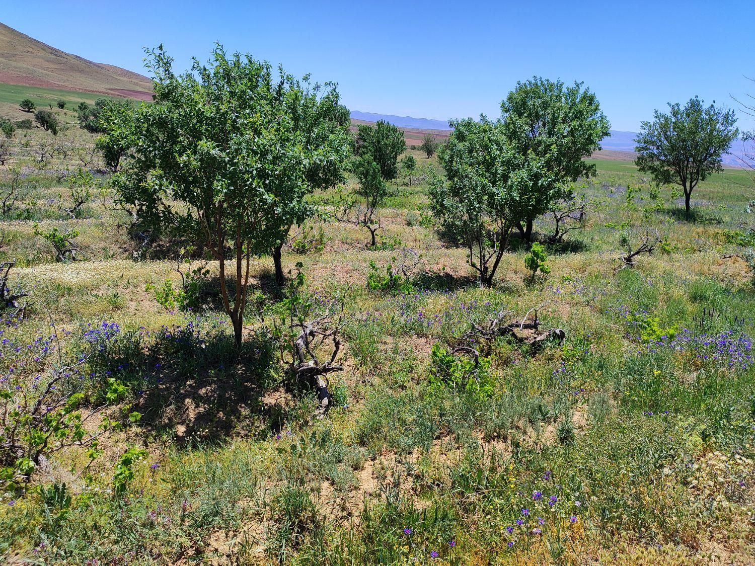 23هکتار 4000باغ انگور بادام 600مت زمین دامداری خون|فروش زمین و ملک کلنگی|ابهر, |دیوار