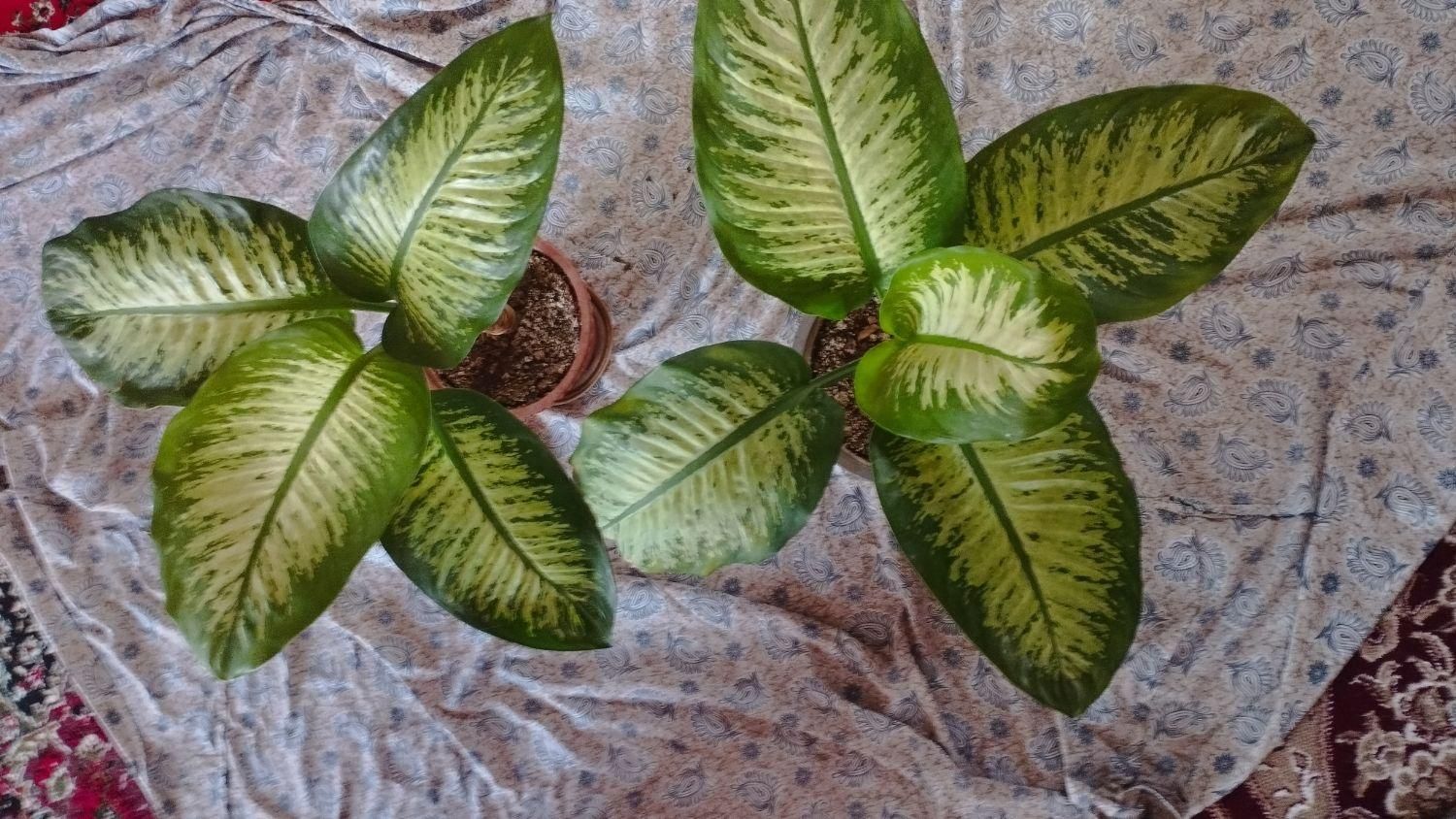 گل دیفن باخیا|گل و گیاه طبیعی|اهر, |دیوار