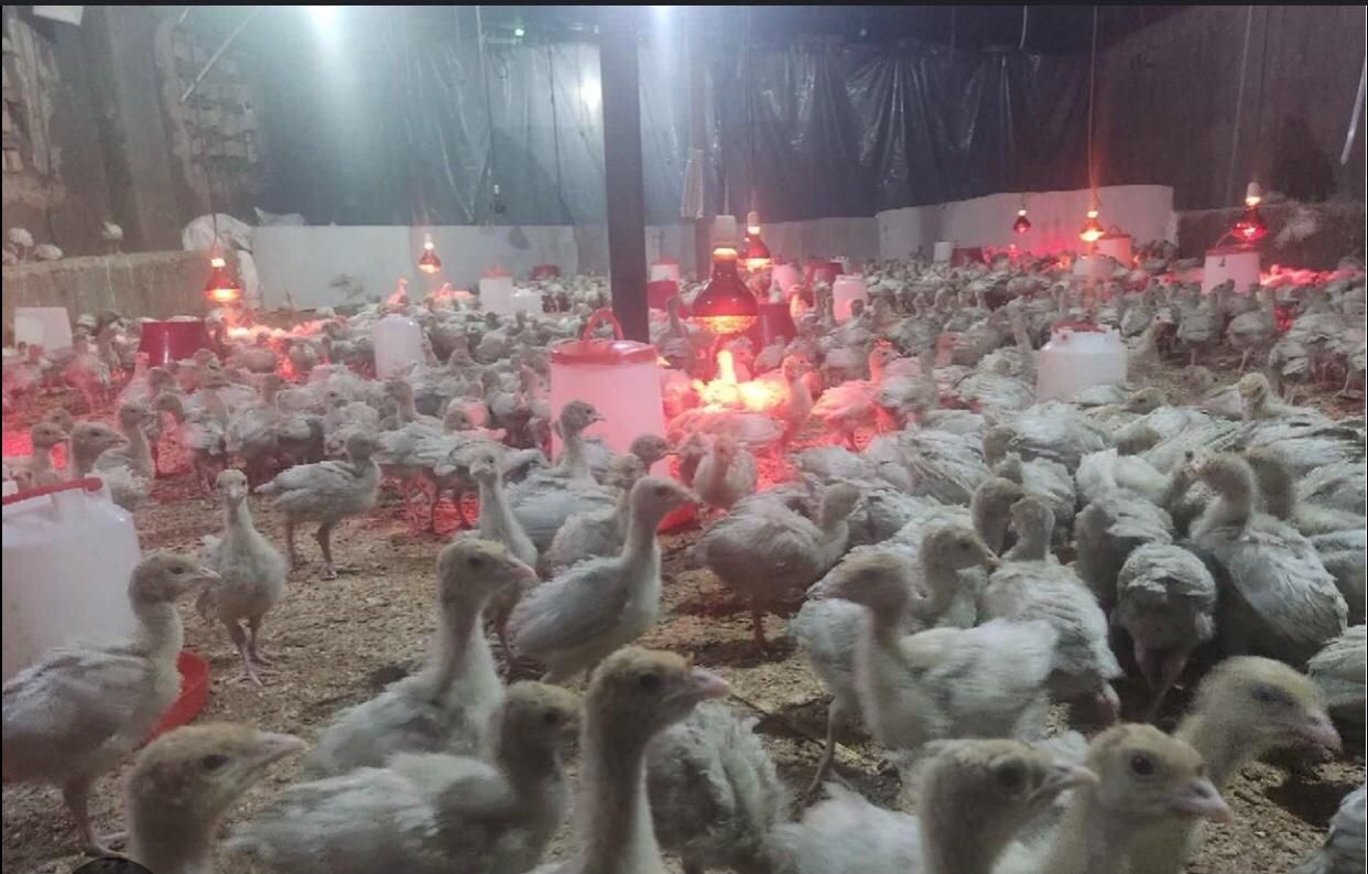 فروش بوقلمون بیوتی۶|حیوانات مزرعه|قم, بلوار امین و ساحلی|دیوار